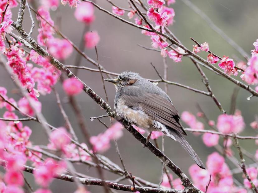 花と鳥